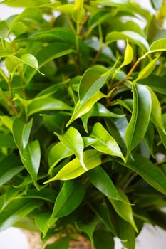 Green leaves of young flowers, houseplants