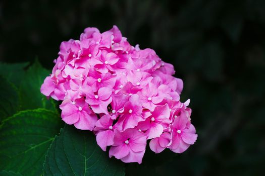 A view of a blooming red hydrangea bud in the park in the spring