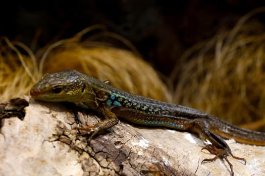 Selective focus, blurred background, lizard sitting on a tree