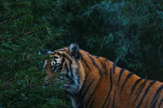 Close-up of an adult tiger in the forest