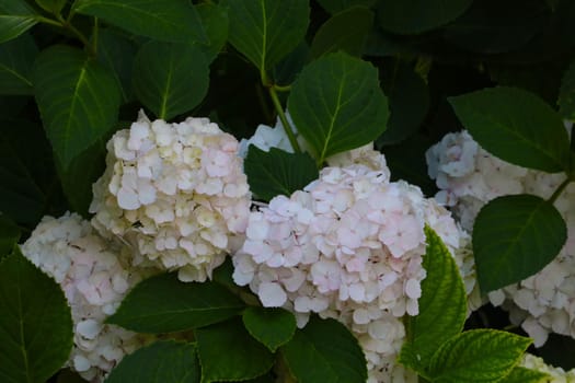 Buds of flowering hydrangeas in the park in the spring