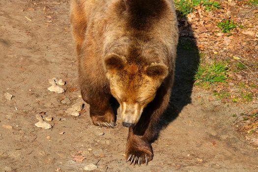 Close-up of a large brown bear in the forest