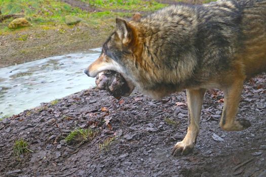 Blurry background, out of focus, wolf in mouth holding bone. Predator