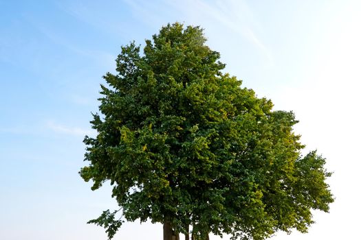 A lonely tree against a blue sky