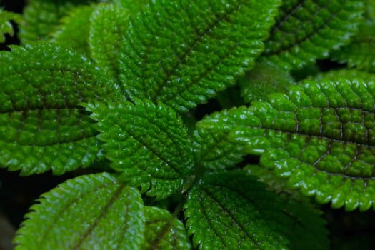 Beautiful dark green background of plant leaves