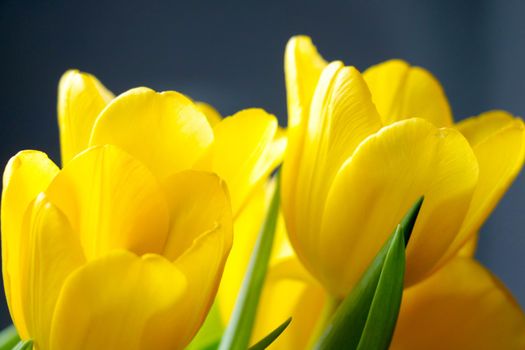 Close-up of the yellow blooming tulips in the park