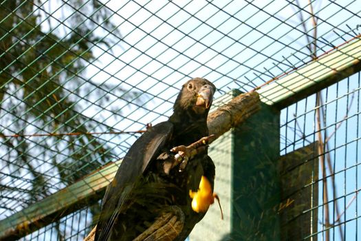 View of the parrot with food in its paw