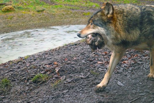 Out of focus, blurry background, wolf in mouth holding bone