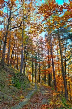 Beautiful yellow green forest on a sunny autumn day