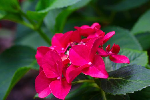 Close-up of a red blooming hydrangea in the park