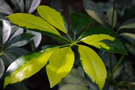 Close-up on a yellow green leaf of a houseplant