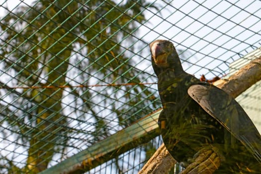 Close-up of a large parrot in a cage