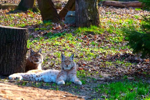 Two lynxes lie on the grass in the forest. Predatory cats