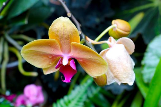 Boat orchid flower spike with pink flowers, close-up