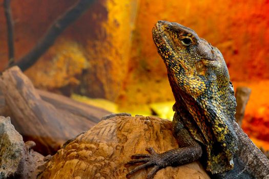 Close-up of a beautiful lizard in a tree