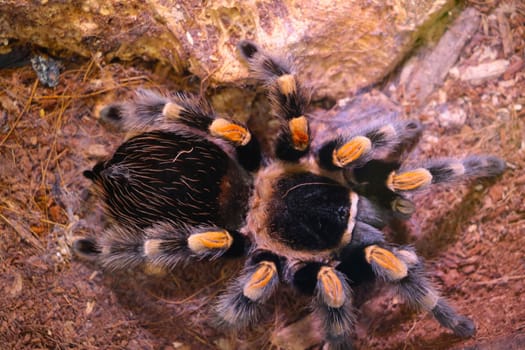 View from above on a large beautiful spider, predator