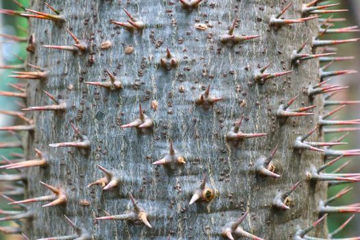 A lot of big needles on the trunk of the cactus, the background of nature