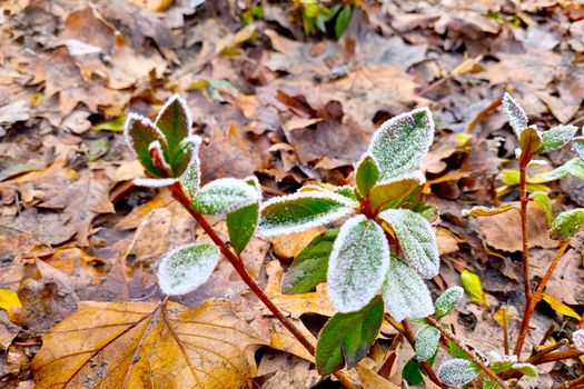 There is frost on the branches of the bush. Small frosts at night in autumn or spring
