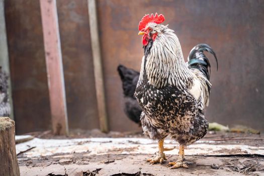 A beautiful big black and white rooster looks away on the street