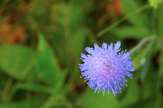 Top view of a blooming purple flower in a meadow