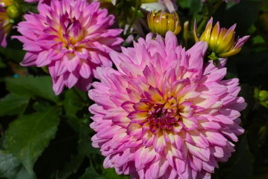 A flowering dahlia bud in the park in summer or autumn