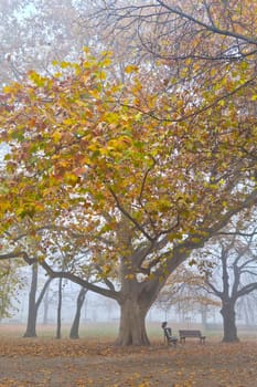 A mystical foggy morning in the park in the fall