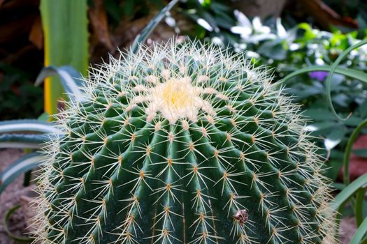 Close-up of a beautiful green cactus with large needles