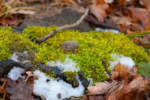 On the green moss lies snow in the forest