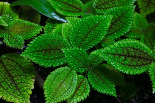 Close-up of the green leaves of plants, the background of nature
