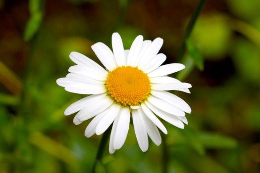 Beautiful white chamomile blooms in the meadow in spring or summer