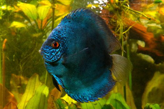 Blue discus fish in the aquarium. Popular as freshwater aquarium fish