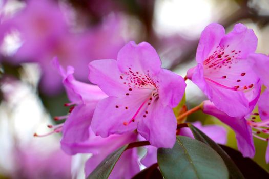 A flowering branch of rhododendron in the park in the spring