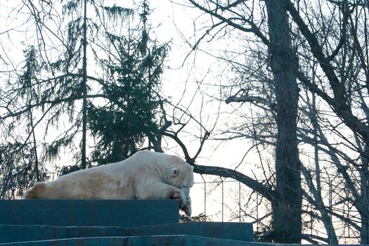 A polar bear lies on the stove and eats bone with meat