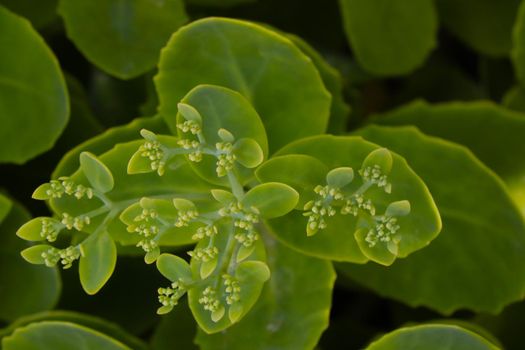 Top view of the green bushes in the park in the spring. Green background