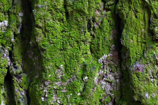 Selective focus, green bark of the tree covered with moss, background