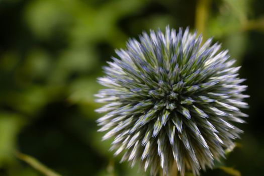 Beautiful interesting flower in the park in spring or summer