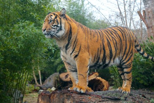 Beautiful view of the young tiger in a tree. Background of wild animals