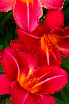 Close-up of the buds of a blooming red lily. The background of the colors