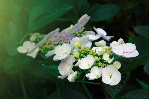 View of the white flowering hydrangea in the park in summer