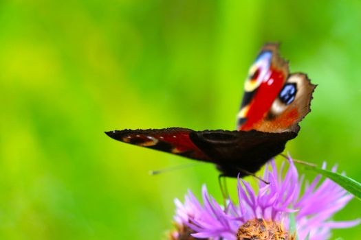 On a flowering flower in a meadow sits a butterfly. Spring background or summer