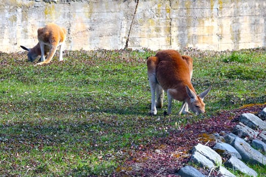 Two kangaroos sit on the green grass and eat