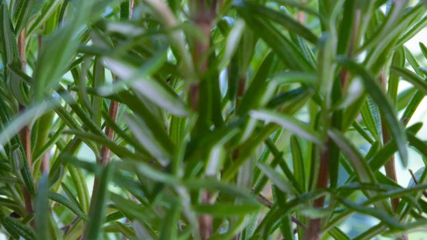 Out of focus, blurry background, green branches of rosemary