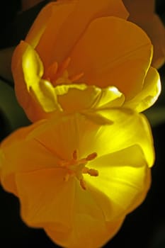 Top view of the yellow flowering tulips in spring on a black background