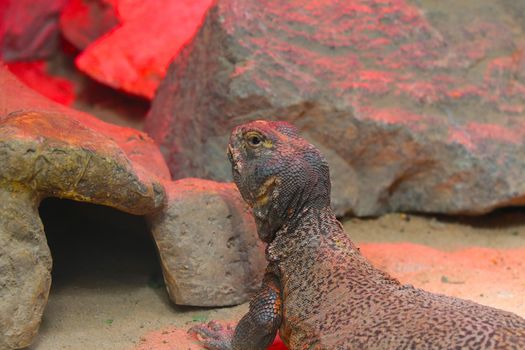 Close-up of a monitor lizard in an animal park