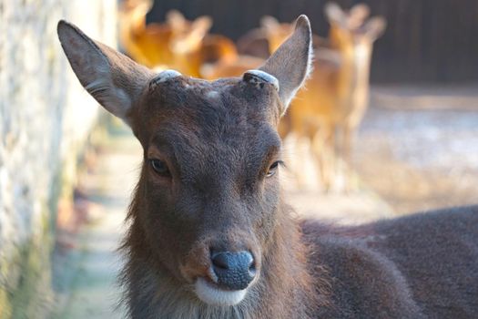 Close-up of a deer without antlers in the forest