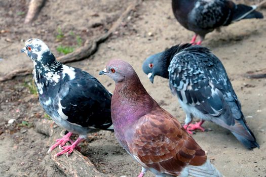 Beautiful bright pigeons on the sand in the park