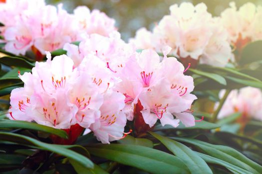 A beautiful flowering branch of rhododendron in the park in the spring