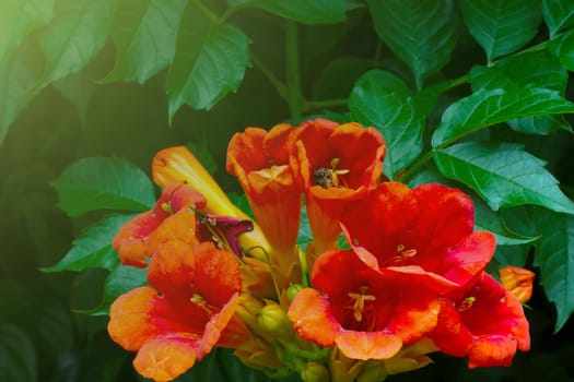 Close-up of a red flowering flower in the garden