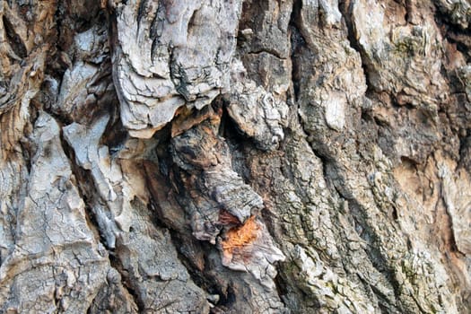 Close-up of the gray bark of an old tree in the forest. Background