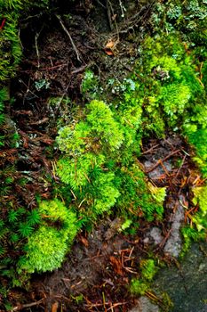 Green moss grows on the trunk of a tree in the forest
